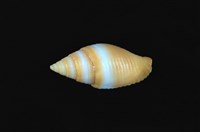 藏品(黃金筆螺)的圖片